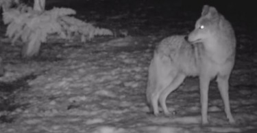 North-County-San-Diego-Coyotes