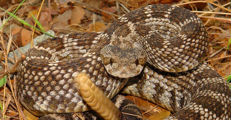 rattle-snake