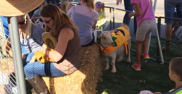 Fallbrook Harvest Faire petting zoo