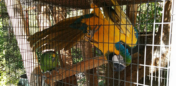 buena-creek-gardens-parrots